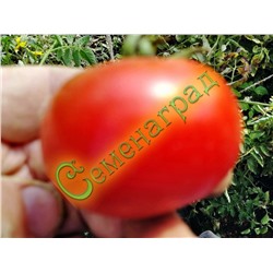Семена томатов Вкусный (20 семян) Семенаград (Россия)