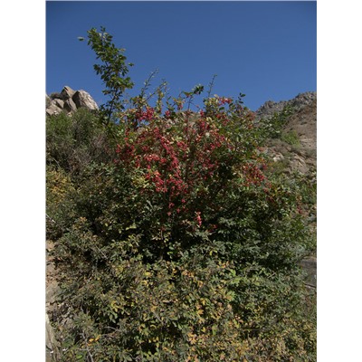 Барбарис густоцветковый (около 100 семян).
