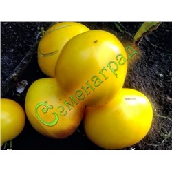 Семена томатов Бычье сердце желтый (20 семян) Семенаград (Россия)