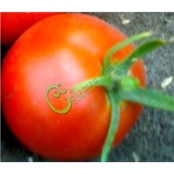 Семена томатов Приусадебный красавец - 20 семян Семенаград (Россия)