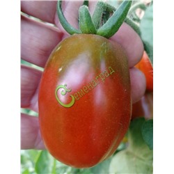 Семена томатов Слива кустовая - 20 семян Семенаград (Россия)