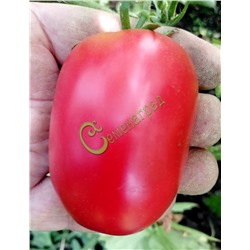 Семена томатов Сливка розовая - 20 семян Семенаград (Россия)