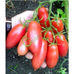 Семена томатов Розовые сосульки - 20 семян Семенаград (Россия)