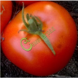 Семена томатов Самые лучшие - 20 семян Семенаград (Россия)