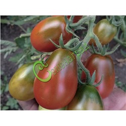 Семена почтой томат Слива черная - 20 семян Семенаград (Россия)
