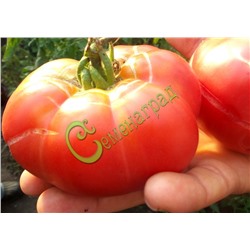 Семена томатов Розовый сахарный - 20 семян Семенаград (Россия)