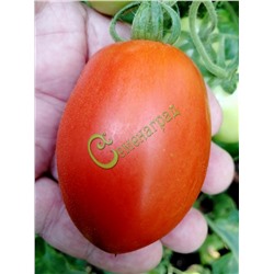 Семена томатов Слива китайская - 20 семян Семенаград (Россия)