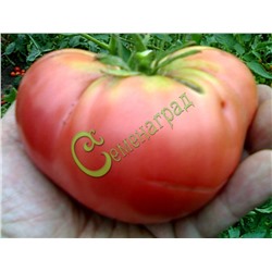 Семена томатов Сахарный бизон - 20 семян Семенаград (Россия)