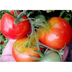 Семена томатов Грибовский грунтовый (20 семян) Семенаград (Россия)