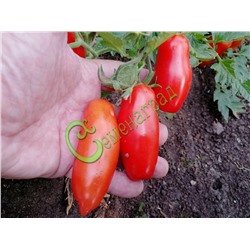 Семена почтой томат Сливка одесская - 20 семян Семенаград (Россия)