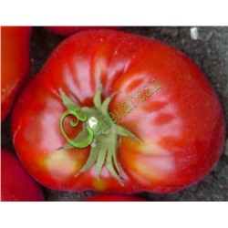Семена томатов Розы Далласа - 20 семян Семенаград (Россия)