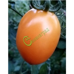 Семена томатов Слива оранжевая - 20 семян Семенаград (Россия)