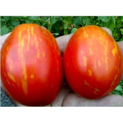 Семена томатов Северное сияние - 20 семян Семенаград (Россия)