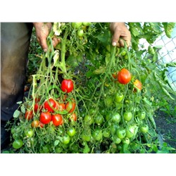 Семена почтой томат Ред Алерт - 20 семян Семенаград (Россия)