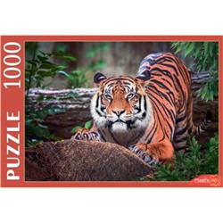 Пазлы 1000 элементов 470*670 Рыжий кот CreateMe Суматранский тигр ШТП1000-4297