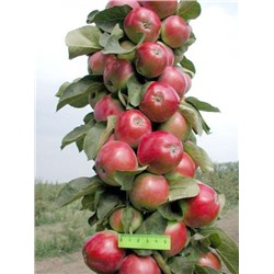 Валюта яблоня колоновидная