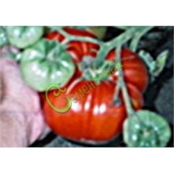 Семена томатов Московский деликатесный - 20 семян Семенаград (Россия)