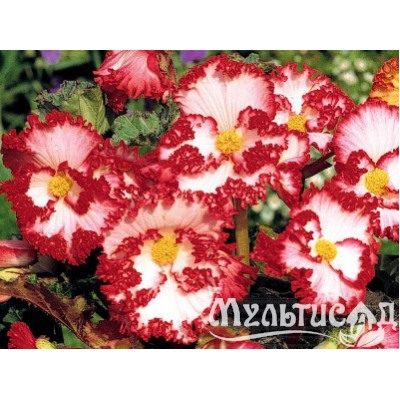Бегония криспа бело-красная "Begonia Crispa white-red"