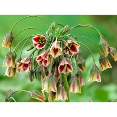 Allium Nectaroscordum Siculum "Лук сицилийский, Нектароскордум"