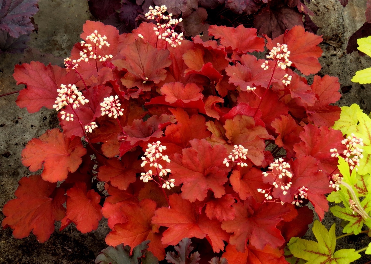 Гейхера Рио (Heuchera Rio)