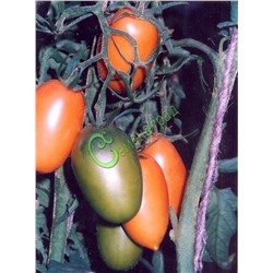 Семена томатов Оранжевые сосульки - 20 семян Семенаград (Россия)