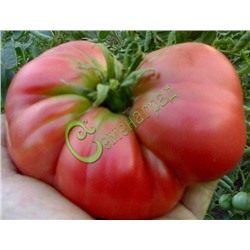 Семена почтой томат Мечта Тарасенко - 20 семян Семенаград (Россия)
