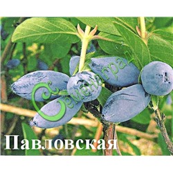 Семена Жимолость «Павловская» - 20 семян Семенаград (Россия)