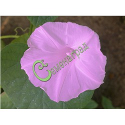 Семена Ипомея пурпурная - 10 семян Семенаград (Россия)