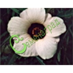 Семена Гибискус тройчатый - 30 семян Семенаград (Россия)