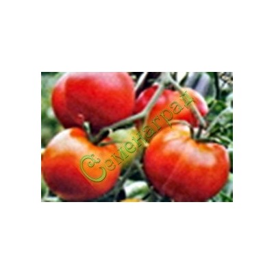Семена томатов Арктический (20 семян) Семенаград (Россия)