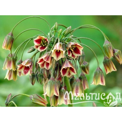 Allium Nectaroscordum Siculum "Лук сицилийский, Нектароскордум"