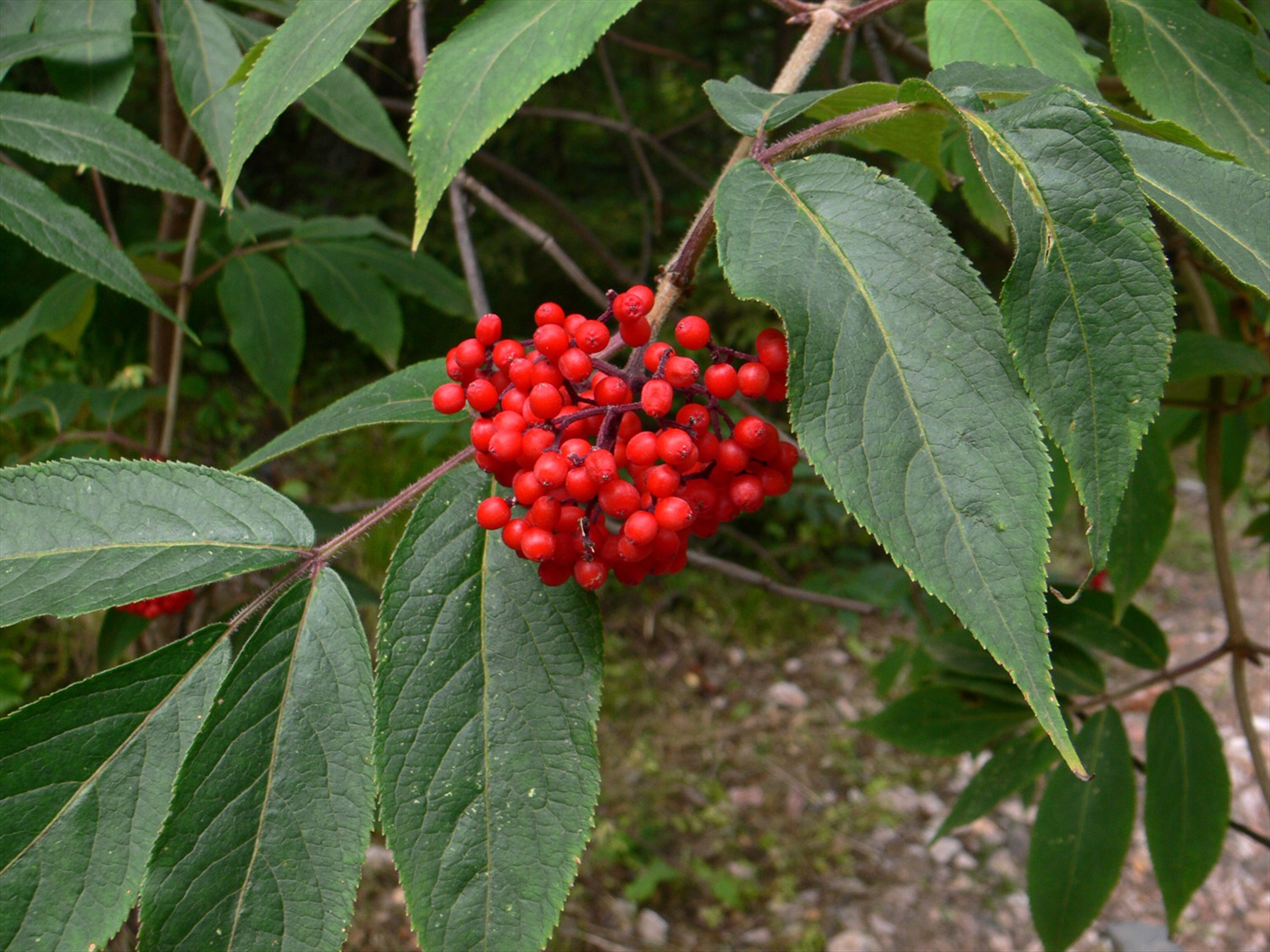 Фото бузины. Sambucus sibirica. Бузина красная Sambucus. Бузина Сибирская красная. Бузина Сибирская (Sambucus sibirica) побег.