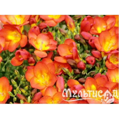 Фрезия махровая оранжевая "Freesia Orange" 10шт