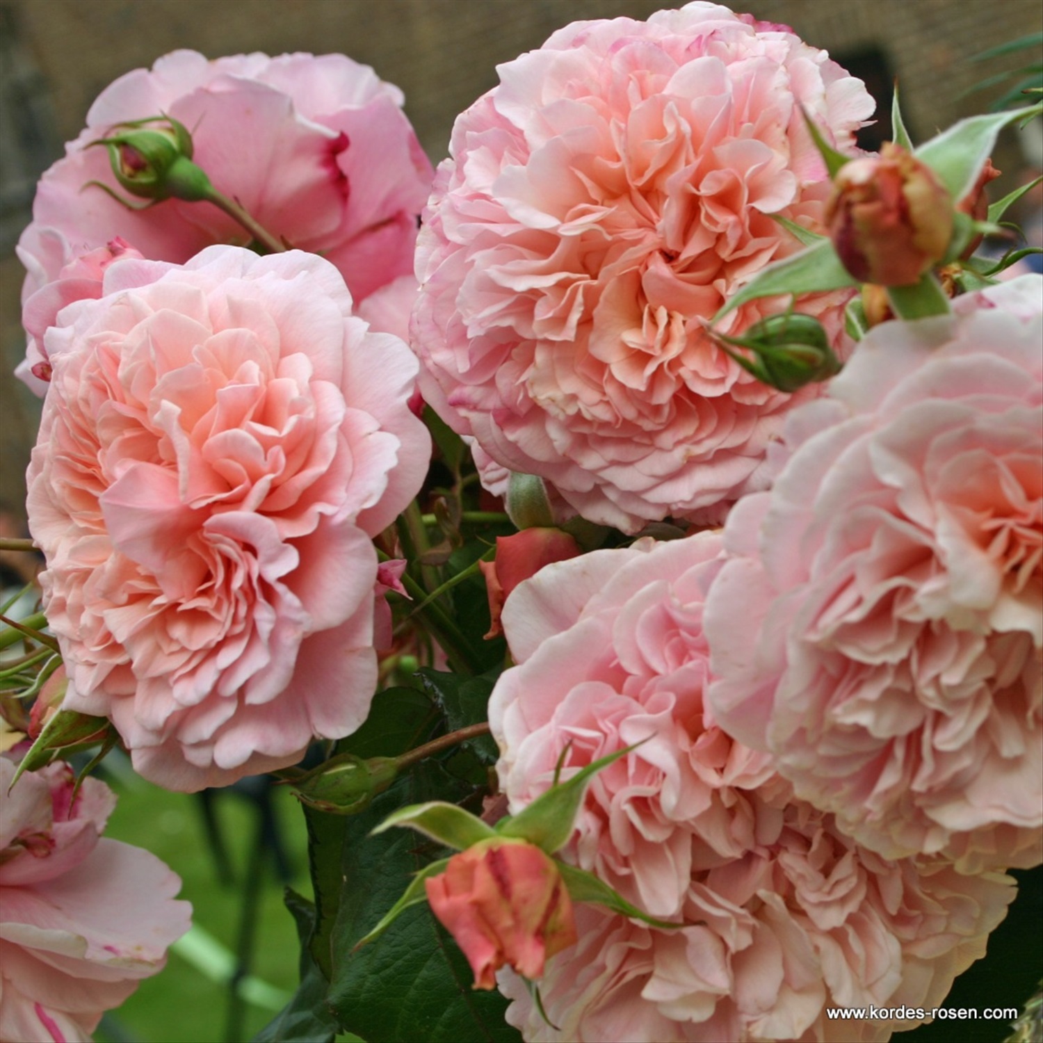 Розе розе сайт отзывы. Роуз де Толбиак.