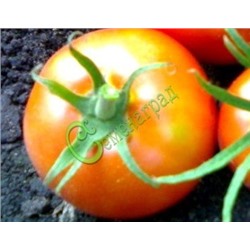 Семена томатов Великолепный - 20 семян Семенаград (Россия)