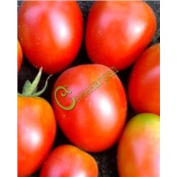 Семена томатов Аргентинская сливка красная - 20 семян Семенаград (Россия)