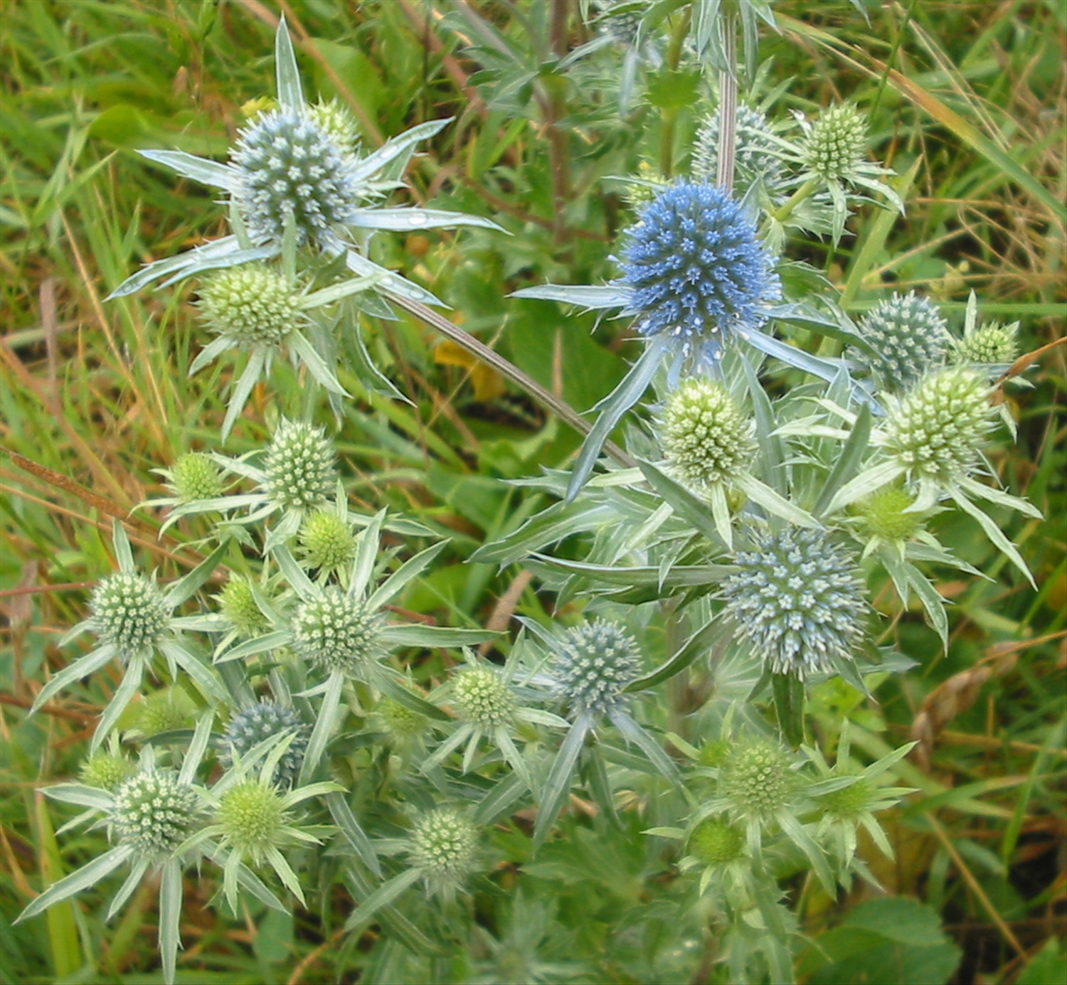 Целебные травы названия. Синеголовник плосколистный. Синеголовник (Eryngium). Синеголовник фанфарон. Синеголовник Альпийский высота.