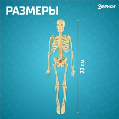 Набор для опытов «Скелет человека»