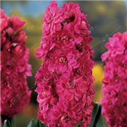 Гиацинт махровый Холлихок/ Hyacinthus double Hollyhock 15/16, Darit 3 шт/уп