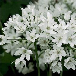 Allium Cowanii "Лук декоративный Ковани" 5шт