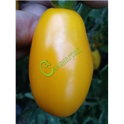 Семена томатов Оранжевые пальчики, 20 семян Семенаград (Россия)