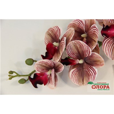 Ветка орхидея