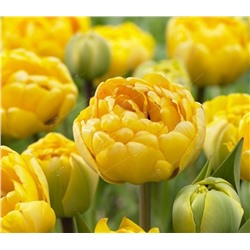 Тюльпан пионовидный Желтые помпоны/ Tulipa peony flowering Yellow Pomponnet 11/12, Darit 5 шт/уп