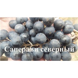 Семена Виноград "Саперави северный" - 10 семян Семенаград (Россия)