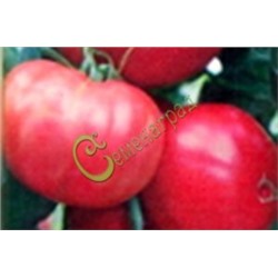 Семена томатов Аргеландер розовый - 20 семян Семенаград (Россия)