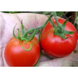 Семена томатов Верлиока плюс - 20 семян Семенаград (Россия)