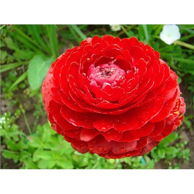 Лютик красный "Ranunculus Red" 10шт