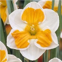 Нарцисс орхидейный Триколет/ Narcissus split Tricollet 12-14, Darit 3 шт/уп