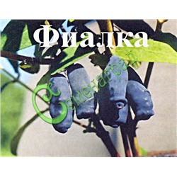 Семена Жимолость «Фиалка» - 20 семян Семенаград (Россия)