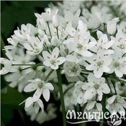 Allium Cowanii "Лук декоративный Ковани" 5шт